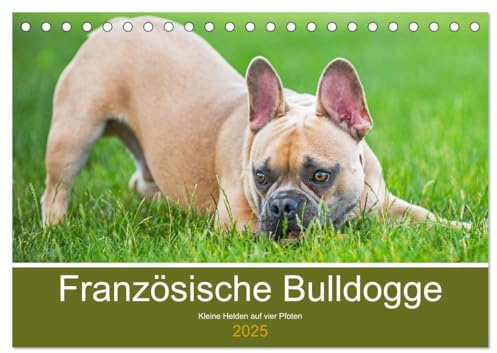 Französische Bulldogge - Kleine Helden auf vier Pfoten (Tischkalender 2025 DIN A5 quer), CALVENDO Monatskalender