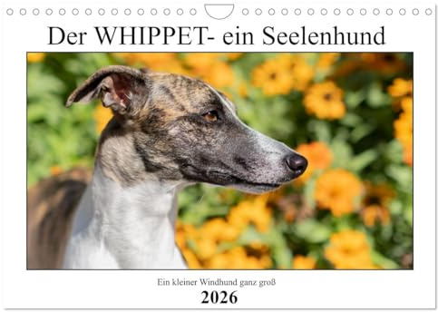 Der Whippet - ein Seelenhund (Wandkalender 2026 DIN A4 quer), CALVENDO Monatskalender: Ein kleiner englischer Windhund (CALVENDO Tiere)