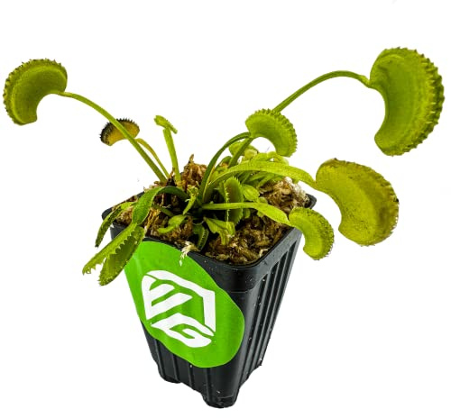 Dente Venus Fly Trap (1-Pack) Live Carnivorous Plant by Wellspring Gardens