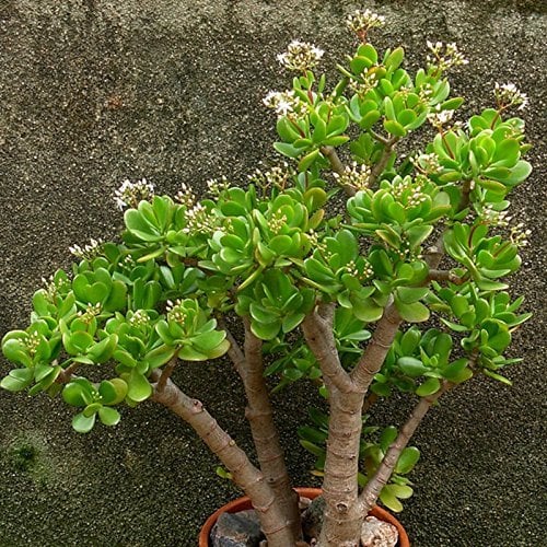 20Pcs / Bag Crassula Ovata Samen Crassula Oblique 'Gollum Indoor Laub Pflanzen Miniatur Topfpflanzen Samen Sukkulenten Pflanzen