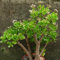 20Pcs / Bag Crassula Ovata Samen Crassula Oblique 'Gollum Indoor Laub Pflanzen Miniatur Topfpflanzen Samen Sukkulenten Pflanzen