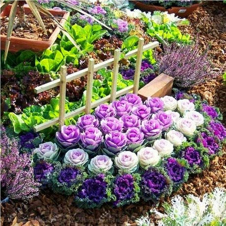Shopmeeko 100 Teile/beutel Blume pflanze Bonsai Blüte Zierkraut pflanze Pflanze Blüte Grünkohl In Bonsai Oder Topf Gartendekoration: 3