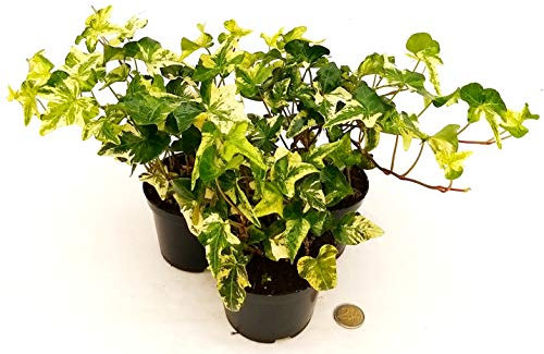 POWERS TO FLOWERS - EDERA HELIX WHITE MEIN HERTZ, set 3 pezzi, vaso 13cm, Piante vere