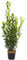 PIANTA di ALLORO DA SIEPE Laurus Nobilis IN VASO DA 20 CM H 70/90 CM FOTO REALE AMDGarden