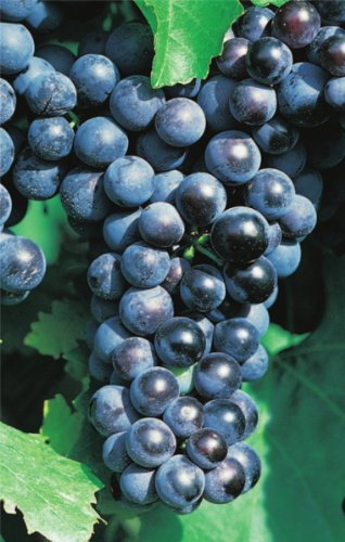 Vitis vinifera Muskat Nay blaue Weinrebe Tafelt. großfruchtig veredelt