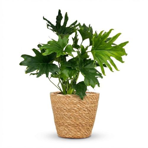 Philodendron Lickety Split Baumfreund 70cm – Zimmerpflanze mit tief eingeschnittenen Blättern im Korb Ø19cm – tropische grüne Blattpflanze pflegeleicht, luftverbessernd ideal bei Halbschatten