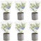 Yopay 6 Pack Plant Barrier Net Mesh with Drawstring, 3.4Ft x 2.3Ft Large Garden Plant Bird Barrier Tomato Protective Cover, Protect Plant Fruits Trees Flower from Bird, Extra Strong, Ventilated