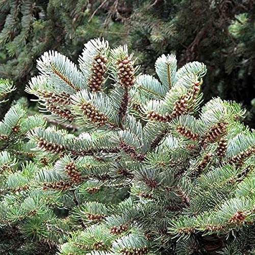 Türkische Tanne (Abies Bornmuelleriana Bostan Select) 10 Baumsamen