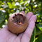 mispel baum samen - mespilus germanica - gartenpflanzen winterhart mehrjährig mispelche samen bio saatgut, alte sorten saatgut, hecken sträucher obst frisch, winterharte pflanzen für 50pcs