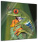 Bilderdepot24 Glasbild - Frosch in der Natur - 30x30 - Deko Glas - Wandbild aus Glas - Bild auf Glas - moderne Bilderdepot24 Glasbilder - Glasfoto - Echtglas