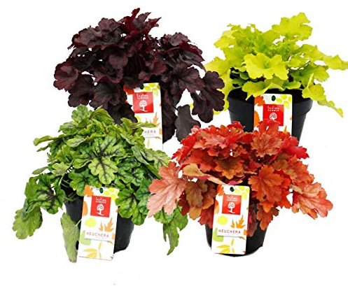 Couvre-sol rustique - Heuchera mix - Été indien - 8 grandes plantes - cloches violettes