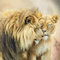 Jigsaw Puzzle| The Lion King |1000 Piece Jigsaw Puzzle Game for Adults and Kids75*50cm