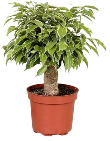 Ficus Benjamina Kinky - 28cm - Ø12cm - Zimmerpflanze - Immergrün