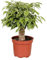 Ficus Benjamina Kinky - 28cm - Ø12cm - Zimmerpflanze - Immergrün