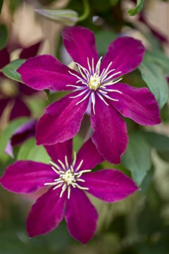 Clematis Hybride 'Niobe' 40-60 cm - Waldrebe, dunkelrote Blüten, Blütezeit Mai-September, ideal für Rankgerüste, pflegeleicht und winterhart