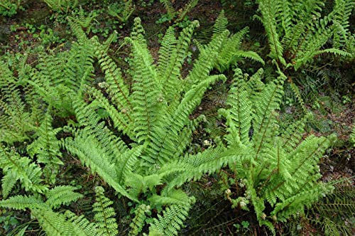 Polystichum setiferum 'Herrenhausen' 9x9 cm Topf – Winterhart, Immergrün, Pflegeleicht – Filigranfarn – Schattenpflanze für Garten & Beet
