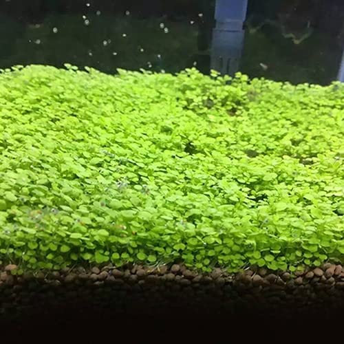 Haloppe 500 Pz Acquario Piante Semi per la Casa Giardino Piantare, Acquario Acquario Semi di Piante Acqua Erba Decor Giardino Pianta di Primo Piano 1000 pezzi