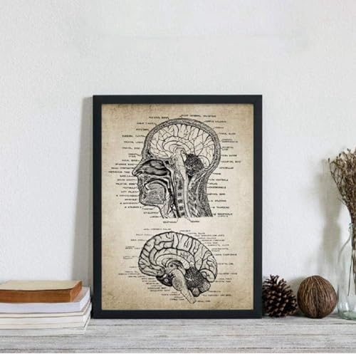 YLHKME Vintage Menschenkopf Und Gehirn Anatomie Bilder Leinwand Malerei, Menschliche Anatomie Wandbilder Wohnzimmer Schlafzimmer Deko Poster Kunstdrucke,Ohne Rahmen (Rahmenlos,20X30CM)