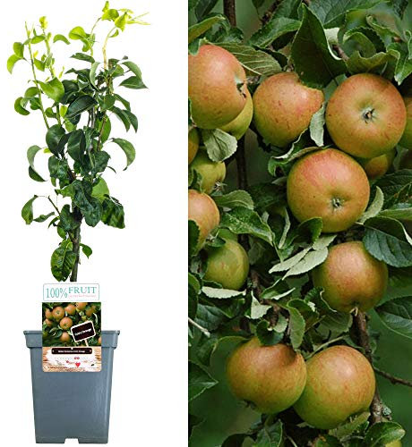 Patio Fruit Tree Collection | Various Premium Grade Fruits | Ideal for Small Gardens & Borders | Apple, Cherry, Plum, Nectarine, Peach & Pear Trees | 2-3ft ('Cox's Orange' Apple Tree)