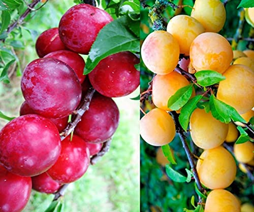 Duo Pflaume, Zwei Sorten Pflaumen Baum Kubanskaja Kometa + Aprimira