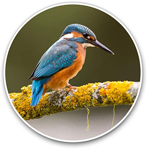 Vinyl-Aufkleber (2 Stück) 10 cm – Eisvogel Aufkleber für Laptops, Tablets, Gepäck, Scrapbooking, Kühlschränke, 15668