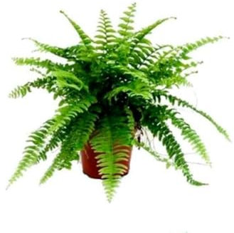 1 planta natural Nephrolepsis, Helecho de Boston, 20-30 cm. Helechos con frondas verdes arqueadas, ideal para decoración y purificación. Segura Garden.