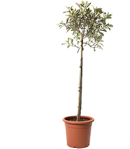 KENTIS - Photinia × Fraseri Pink Marble con Decorazione Vaso in Juta - Pianta di Fotinia - Piante Vere da Esterno - Pianta da Siepe da Giardino - H 125-150 cm Vaso Ø 28 cm Mezzo Fusto