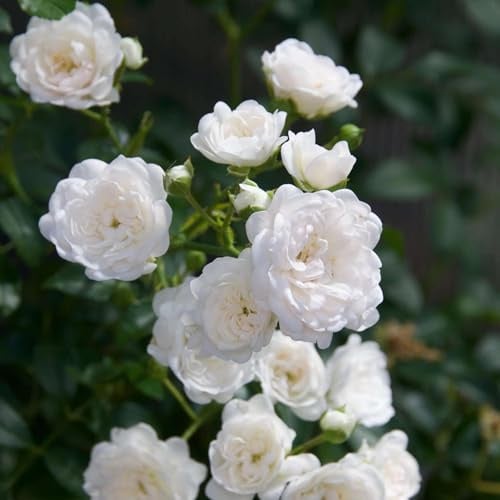 Rose Rosa White Fairy Staude 12 cm | winterhart, für Beet und Kübel, bienenfreundlich, robuster Wuchs