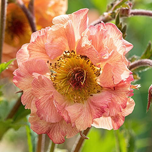 Geum Mai Tai Avens Colourful Herbaceous Perennial Versatile Outdoor Potted Shrub (10-30cm Incl. Pot)