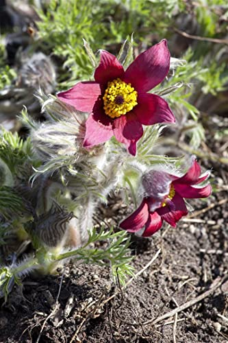 Pulsatilla vulgaris 'Pinwheel Rot' ca. 9x9 cm Topf - Küchenschelle, rote Blüten, Blütezeit März-April, ideal für Steingärten, bienenfreundlich, pflegeleicht