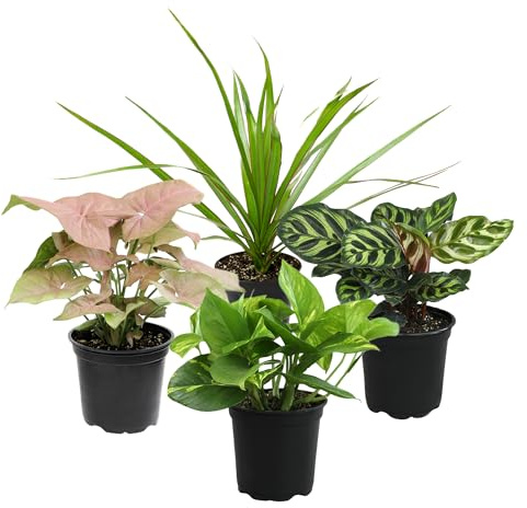 Altman Plants, Classic Houseplant Collection (4PK) Live Plants Indoor Plants Live Houseplants in Plant Pots, Easy House Plants Indoors Live, Snake Plant, Pothos in Potting Soil, Clean Air Plants