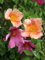 Rosa cinese Rosa chinensis mutabilis pianta di rose in vaso 7x7 cm Vivaio di Castelletto