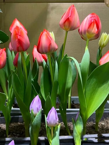 Tulpenzwiebeln 、 Tulpenzwiebeln mehrjährig 、Tulpen zwiebeln mehrjährig 、Tulpenzwiebeln weiss、 Tulpenzwiebeln rot