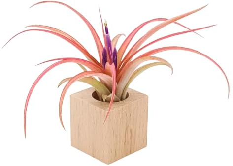 Tillandsia Brachycaulos Multiflora Viva con Essenziale M – Air Plant Naturale da Interno | Pianta Aerea Senza Terra Facile da Curare | Decorazione di Design per Casa e Ufficio | Idea Regalo Green