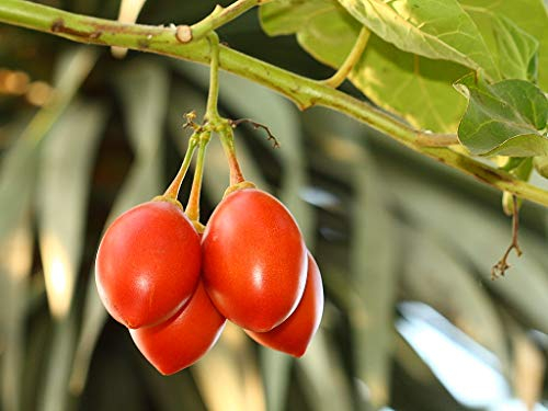 Cyphomandra betacea tomate de árbol Semillas Flores rosas rápido crecimiento de arbustos de contenedores