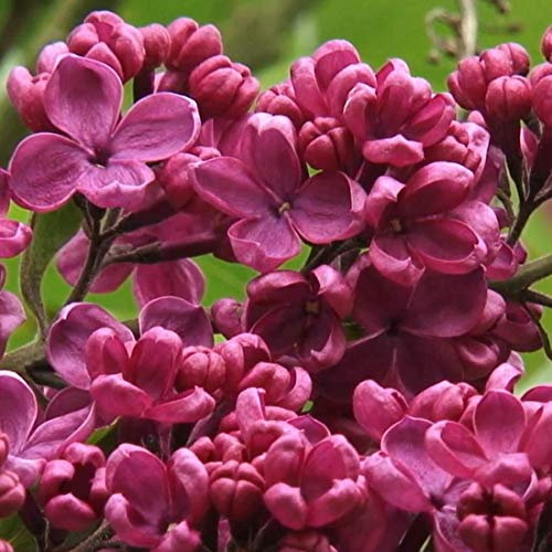 Syringa Vulgaris 'Andenken An Ludwig Spaeth'- Lilas commun 'Andenken An Ludwig Späth' 40-60 cm en conteneur