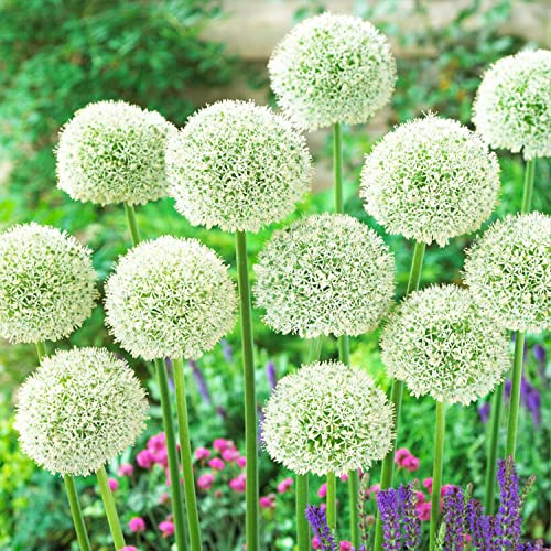 Allium White Giant (Packung mit 5 Zwiebeln), Riesen Zierlauch Giganteum, Mehrjährig, Winterharte Duftend Blumenzwiebeln aus Holland für Garten, Topf (große Knollen, kein Samen, nicht künstlich)