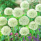 Allium White Giant (Packung mit 5 Zwiebeln), Riesen Zierlauch Giganteum, Mehrjährig, Winterharte Duftend Blumenzwiebeln aus Holland für Garten, Topf (große Knollen, kein Samen, nicht künstlich)