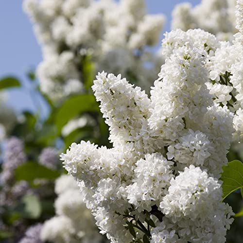 flieder pflanzen winterhart weiß,Syzygium aromaticum samen,topfpflanzen draußen winterhart mini garten winterharte stauden mehrjährig gärtnern balkon garten pflanzendeko blumensaat 150 Stück