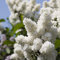 flieder pflanzen winterhart weiß,Syzygium aromaticum samen,topfpflanzen draußen winterhart mini garten winterharte stauden mehrjährig gärtnern balkon garten pflanzendeko blumensaat 150 Stück