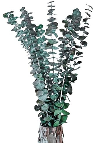 Fiorky Paquete de 10 Unidades de Eucalipto Seco Natural, Ramas Conservadas Que Alivian el Estrés, Tallos Preservados, Planta de Ducha, Jarrón Multiusos, Relleno