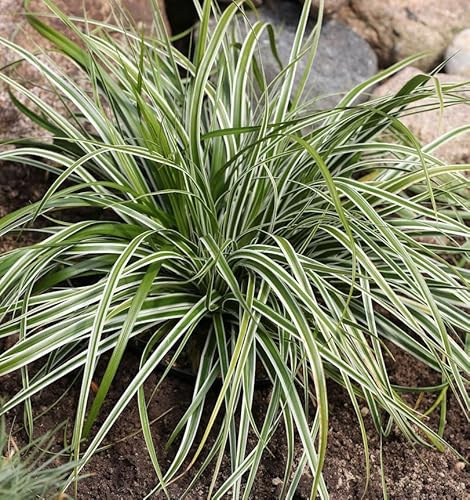 Oshima Segge Everest - Carex oshimensis - lebende Gartenpflanze aus den Baumschulen
