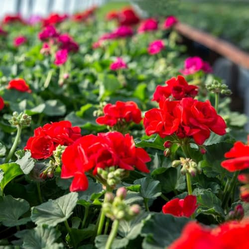 geranien samen hängend zimmerbonsai bonsai blumenwiese samen mehrjährig winterhart zimmerpflanzen stauden winterhart mehrjährig dekoration wildblumensamen mehrjährig winterhart 50pcs