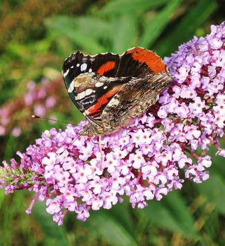 Schmetterlingsflieder Summer Bird Rose 30-40cm - Buddleja - lebende Gartenpflanze aus den Baumschulen