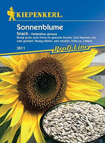 Helianthus annuus Sonnenblume Snack essbare Kerne