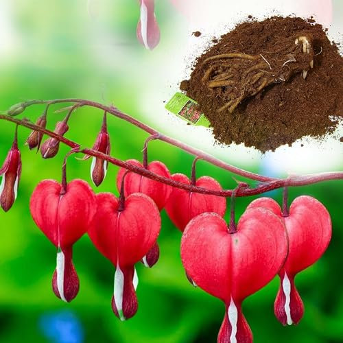 2 Lady-in-a-Bath Roots Dicentra Spectabilis – Perennial Plant with Pink & White Heart-Shaped Flowers, Outdoor Gardens Bedding Spring Blooms (2)