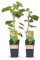 GreenboutiQ - Plante à fruits - Raisin Blanc - Vitis vinifera Himrod - Sans pépins - 2 plantes - Pot 15cm Hauteur 50cm