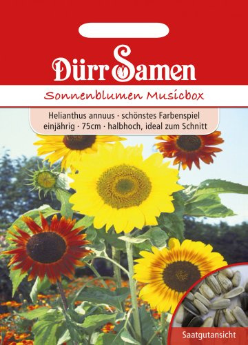 Sonnenblumen Musicbox