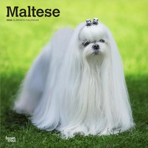 Maltese – Malteser 2026 – 16-Monatskalender: Original BrownTrout-Kalender [Mehrsprachig] [Kalender] (Wall-Kalender)