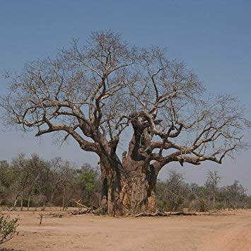 seedsown - Baobab-Baum (Adansonia Digitata) Samen